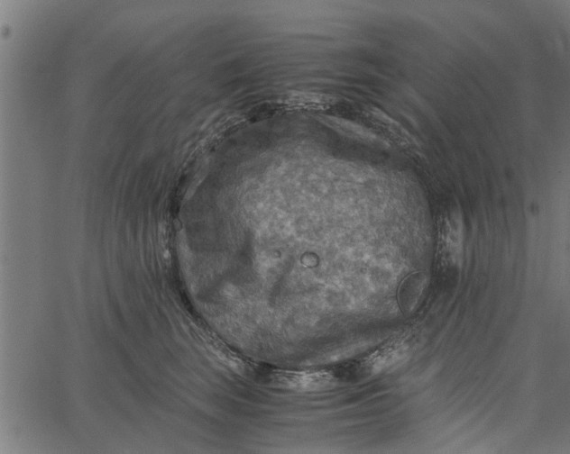 X0000065240663200603031740