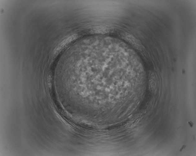 X0000065240683200603031739