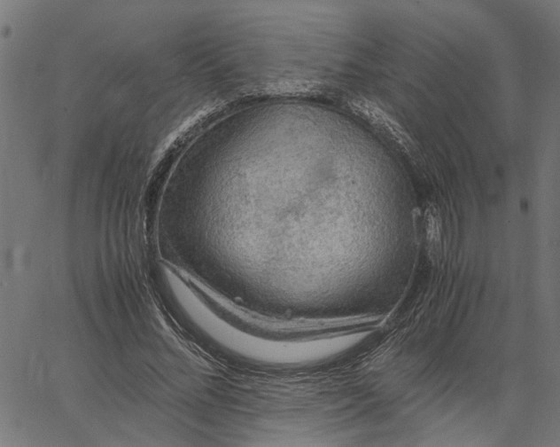 X0000065240684200603031739