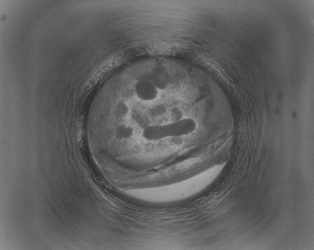 X0000065240687200603031739