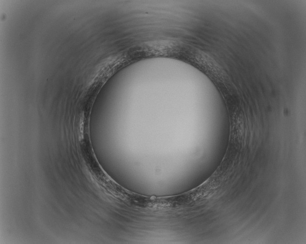 X0000065240694200603031739