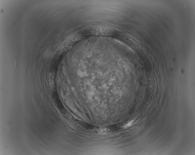 X0000065240695200603031739