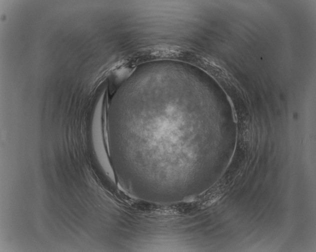 X0000065240696200603031739