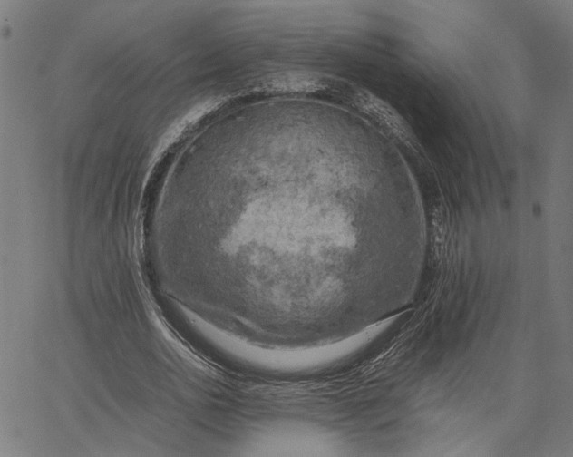 X0000065240726200603031738