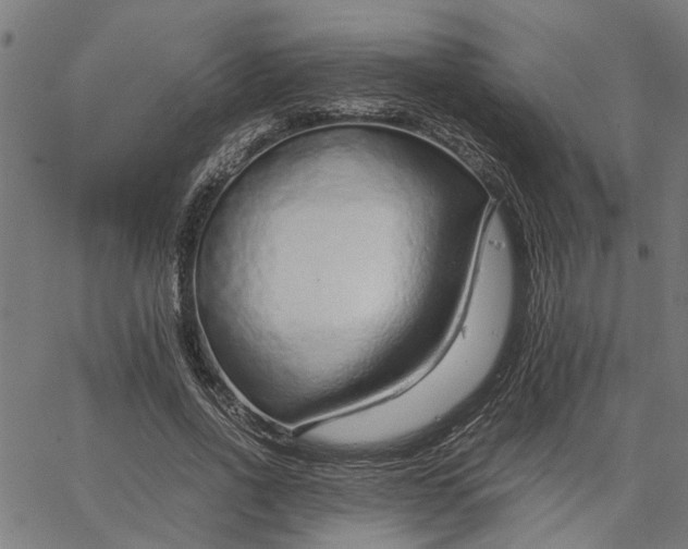 X0000065240734200603031738