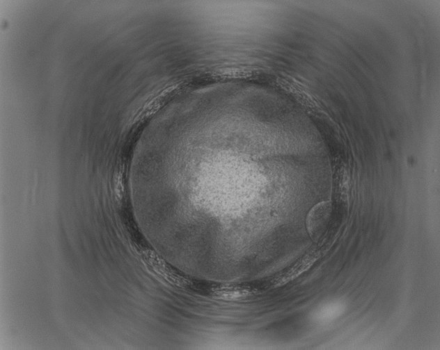 X0000065240746200603031738