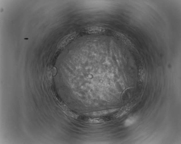 X0000065240753200603031738