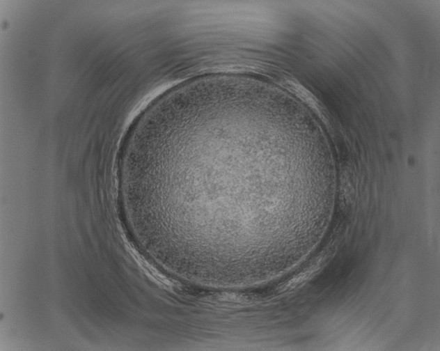 X0000065240787200603031737