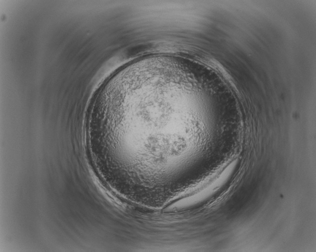 X0000065240795200603031737