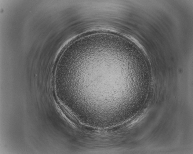 X0000065240799200603031737