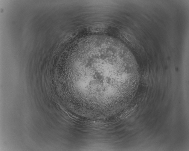 X0000065240817200603031736