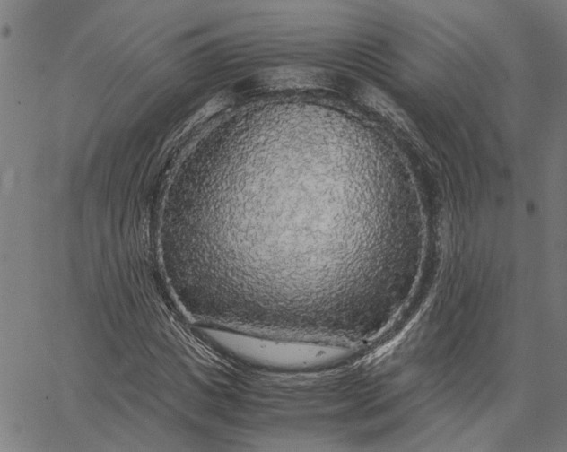 X0000065240825200603031736