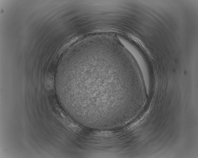 X0000065240833200603031736