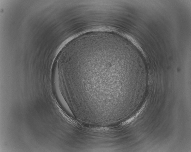 X0000065240837200603031736