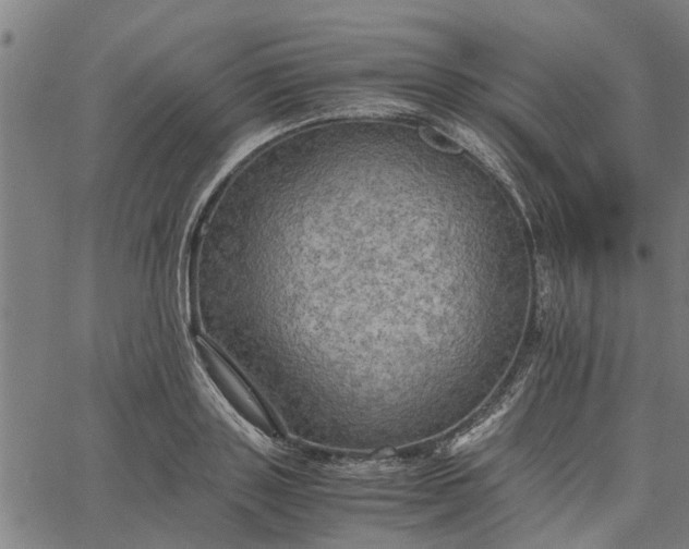 X0000065240843200603031736