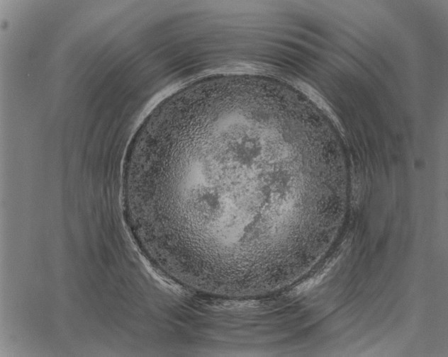 X0000065240845200603031736