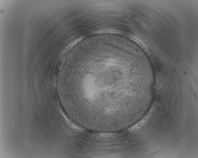 X0000065240849200603031736