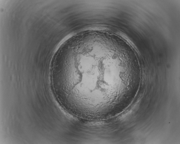 X0000065240853200603031736