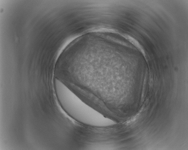 X0000065240863200603031737