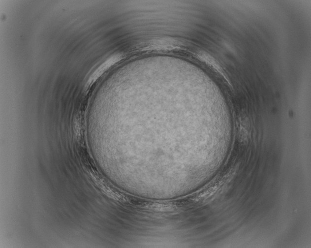 X0000065240874200603031736