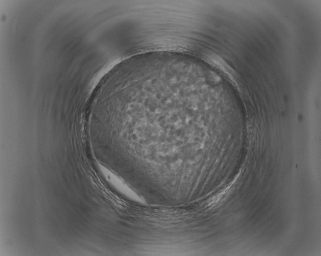 X0000065240875200603031736