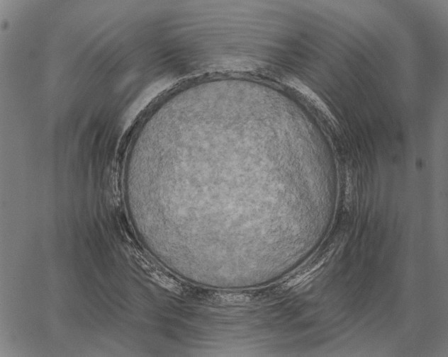 X0000065240878200603031736