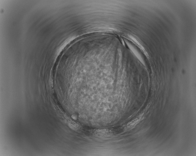 X0000065240883200603031736