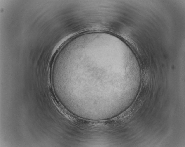 X0000065240886200603031736