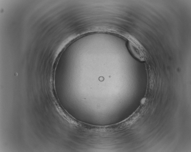 X0000065240896200603031735