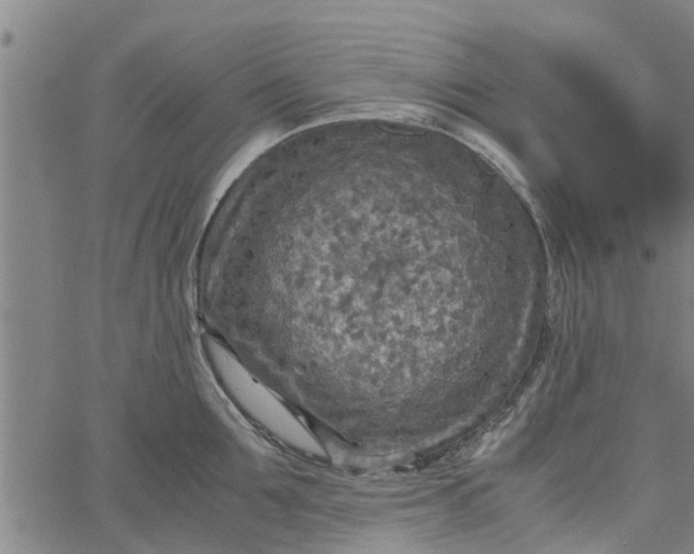 X0000065240907200603031735