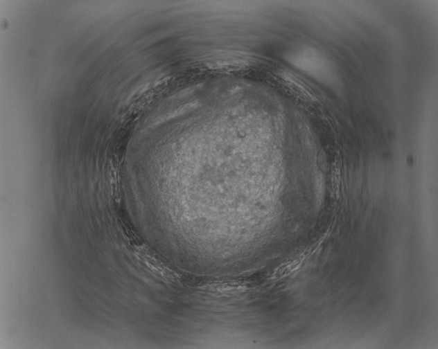 X0000065240917200603031734