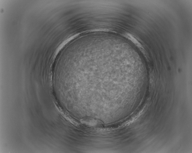 X0000065240933200603031735