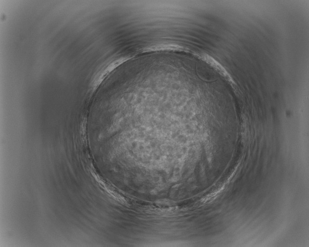 X0000065240937200603031735