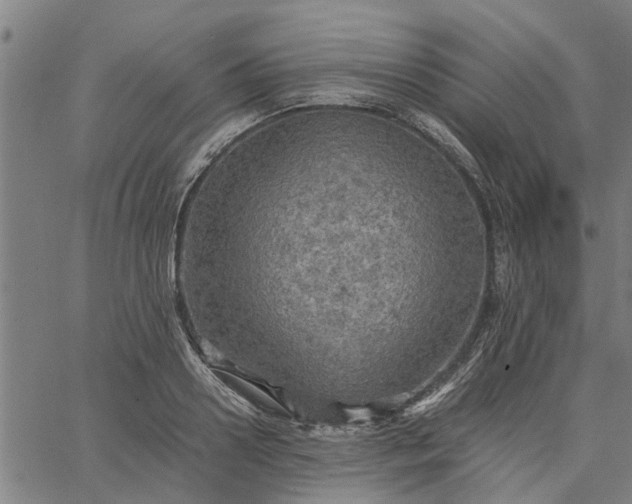 X0000065240938200603031735