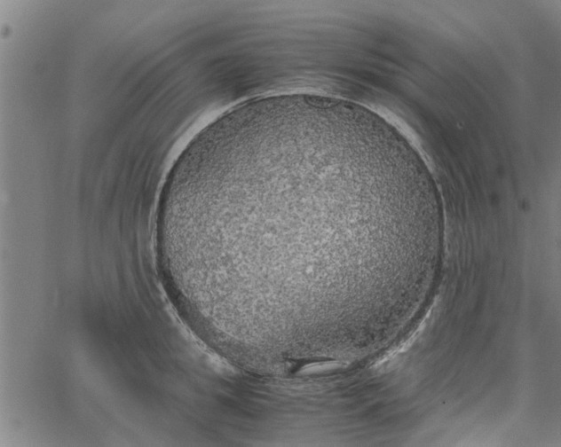 X0000065240949200603031735