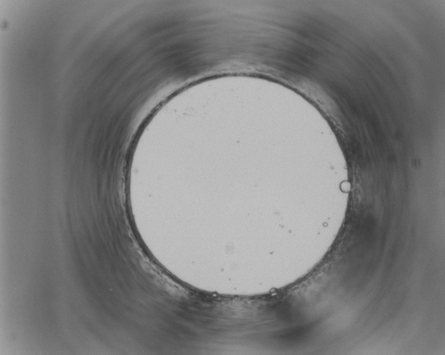 X0000065240950200603031735