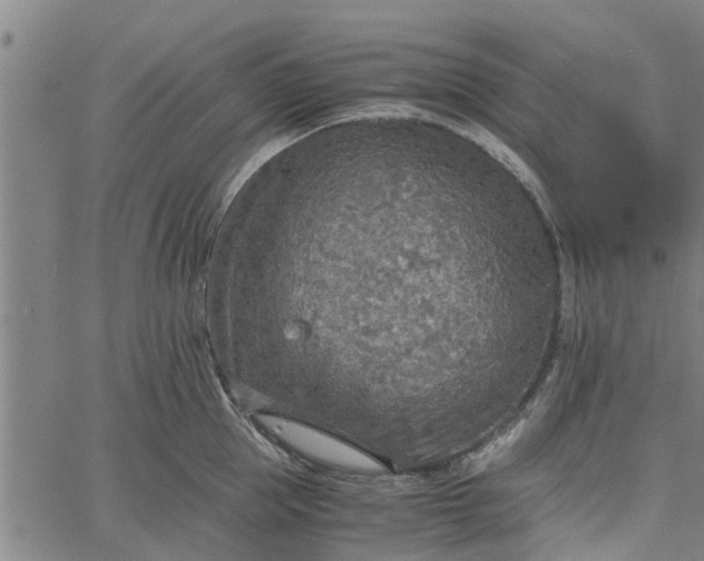 X0000065240953200603031735