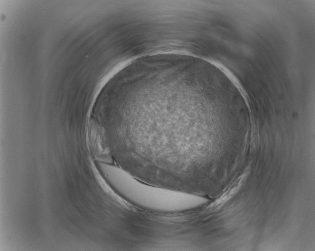 X0000065240957200603031735