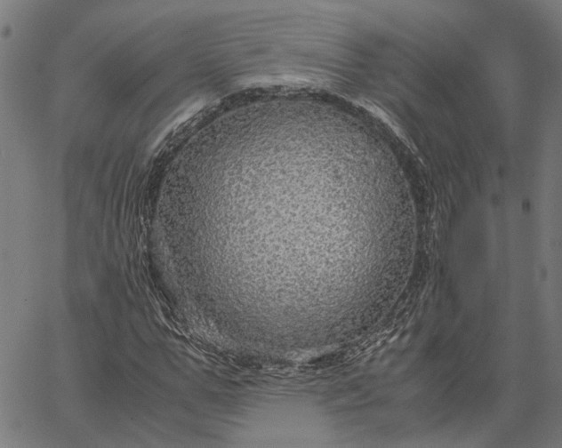 X0000065240967200603031734