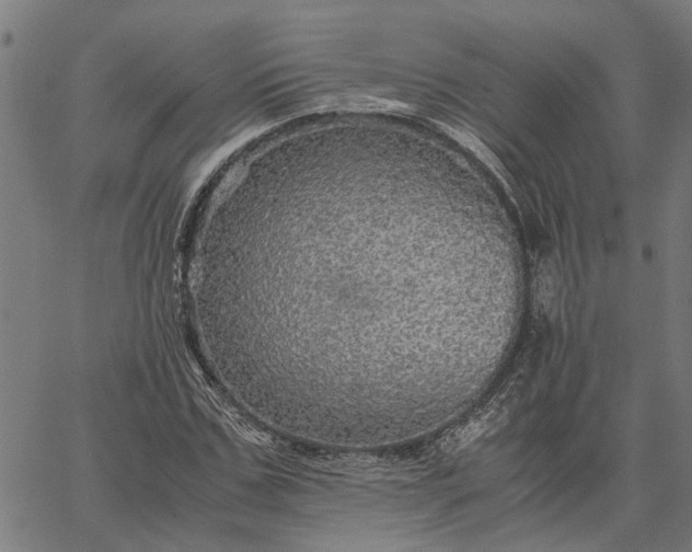 X0000065240971200603031734