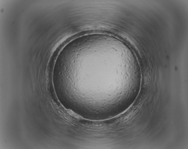 X0000065240975200603031734