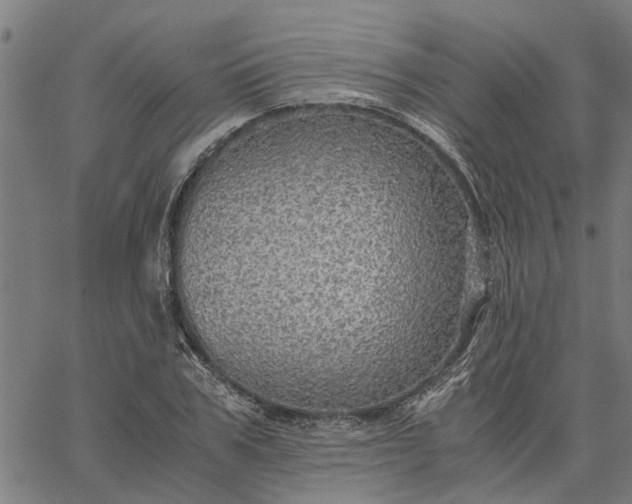 X0000065240979200603031734