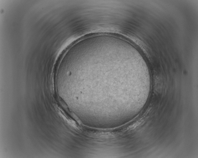 X0000065240982200603031734