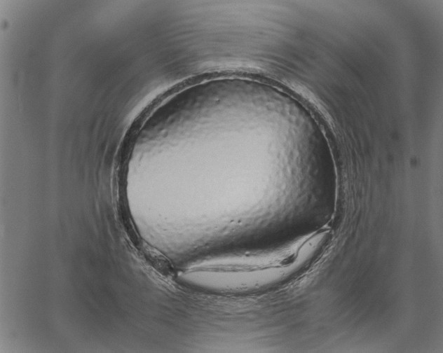 X0000065240983200603031734