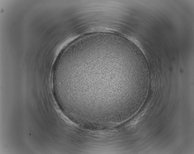 X0000065240987200603031734