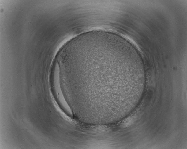 X0000065240991200603031734