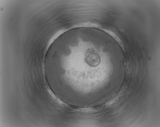 X0000065240998200603031734