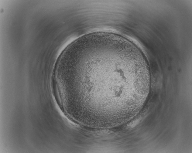 X0000065240999200603031734