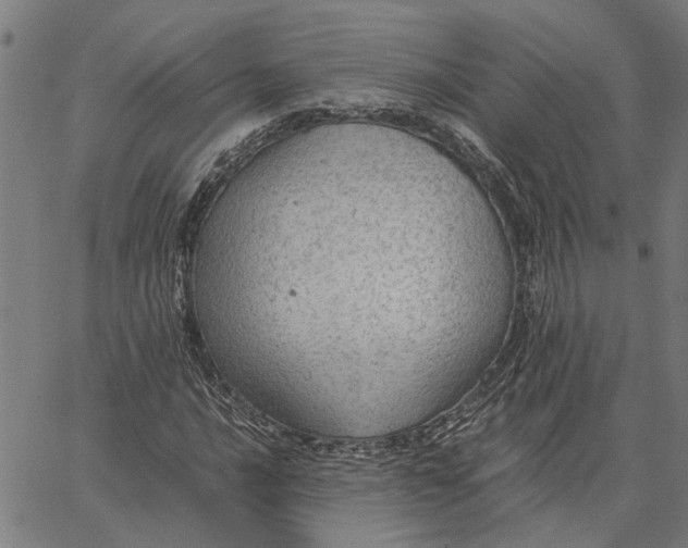 X0000065241016200603031733