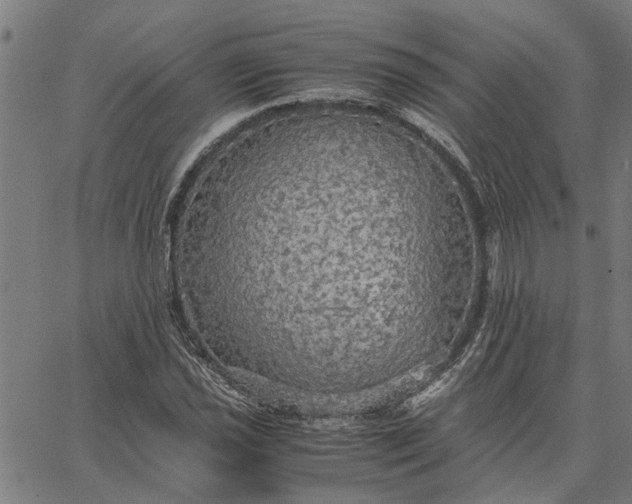 X0000065241021200603031733